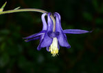 Aquílegia Vulgaris Subsp Nevadensis
