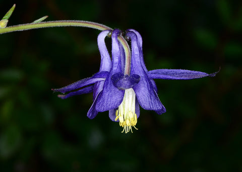 Aquílegia Vulgaris Subsp Nevadensis