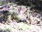 01_Meloncillo