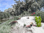03_Meloncillo
