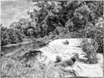 03_Meloncillo_Mon