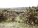09_Meloncillo