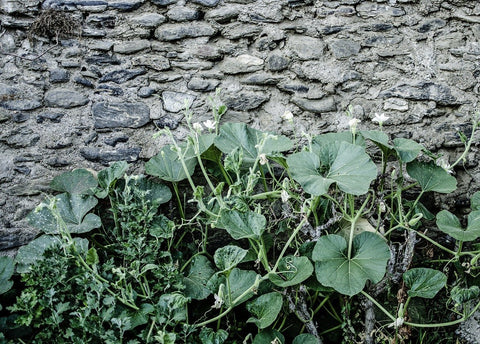 Rural_08