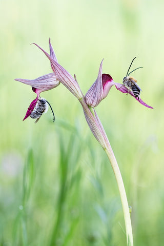 Eucera Longicornis y Serapia Lingua
