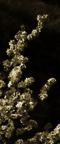 Miles de Flores