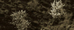 Almendros en Nuestro Sur