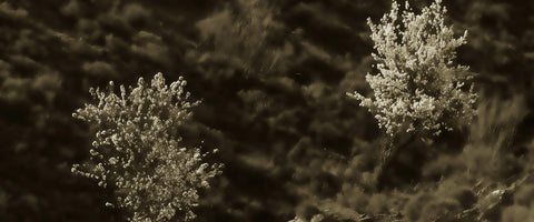 Almendros en Nuestro Sur