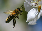 Abeja en vuelo