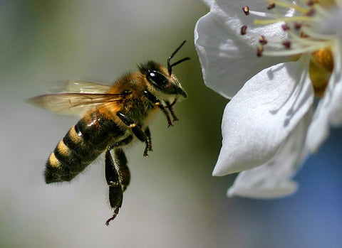 Abeja en vuelo