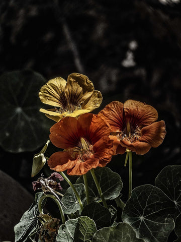 Las Sombras de la Tarde