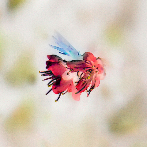 Flor de Macis