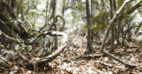 Selva