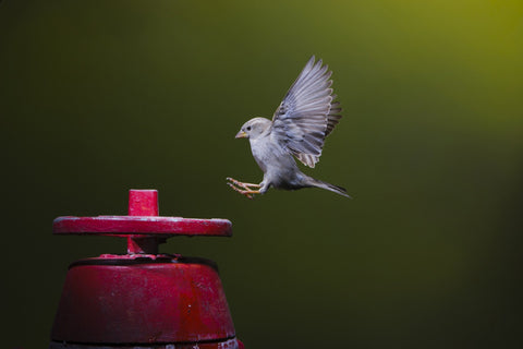 Aterrizando