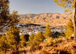 Abla a través de los pinos