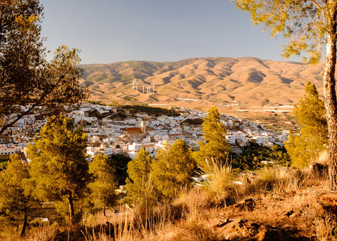 Abla a través de los pinos