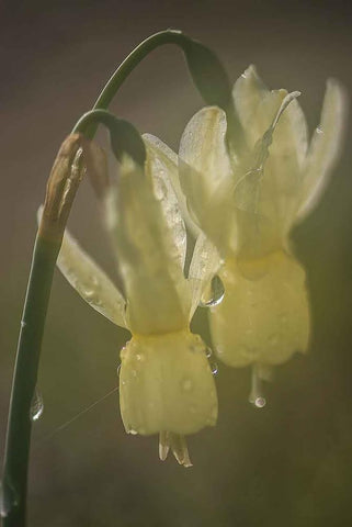 Un Día de Lluvia