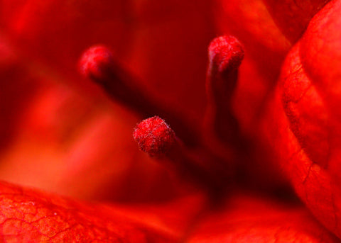 A través del jardín [in]visible_impresión II